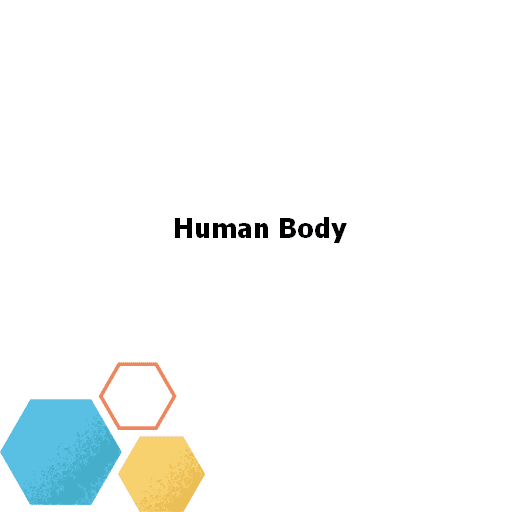 Human Body